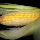 Kukuřice - zlato z našich polí