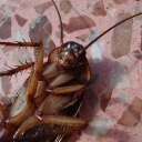 Jak se zbavit švábů, štěnic a dalšího nebezpečného hmyzu v bytě?