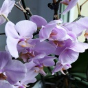 Orchidej - manuál pro začátečníky