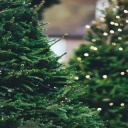 Vánoční stromeček ve stylu glamour či vintage?