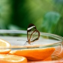 Chraňte potraviny a nápoje před hmyzem, ochráníte tím svoje zdraví!