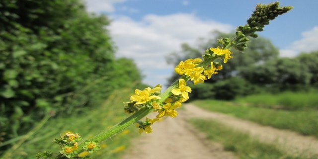 řepík, bylinky, zdraví, operační rány, hojení ran, hnisání rány, hlasivky, přírodní lékárna